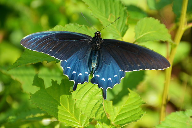 A pipevine swallowtail butterfly at Klingman's Dome, Smoky Mountains National Park, North Carolina
