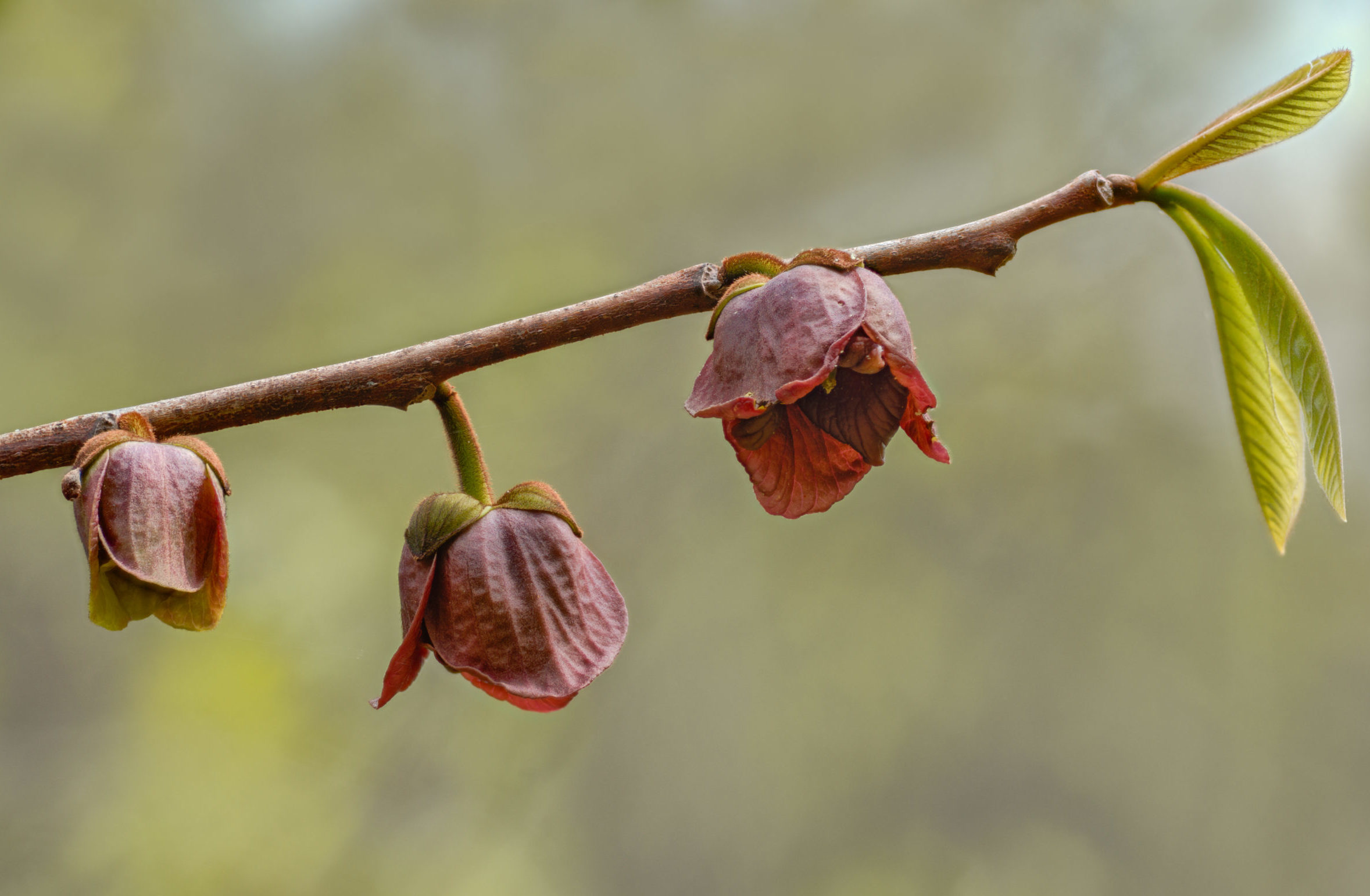 Flowers and first leaves of pawpaw tree (Asimina triloba) in forest of Shenandoah National Park in Virginia