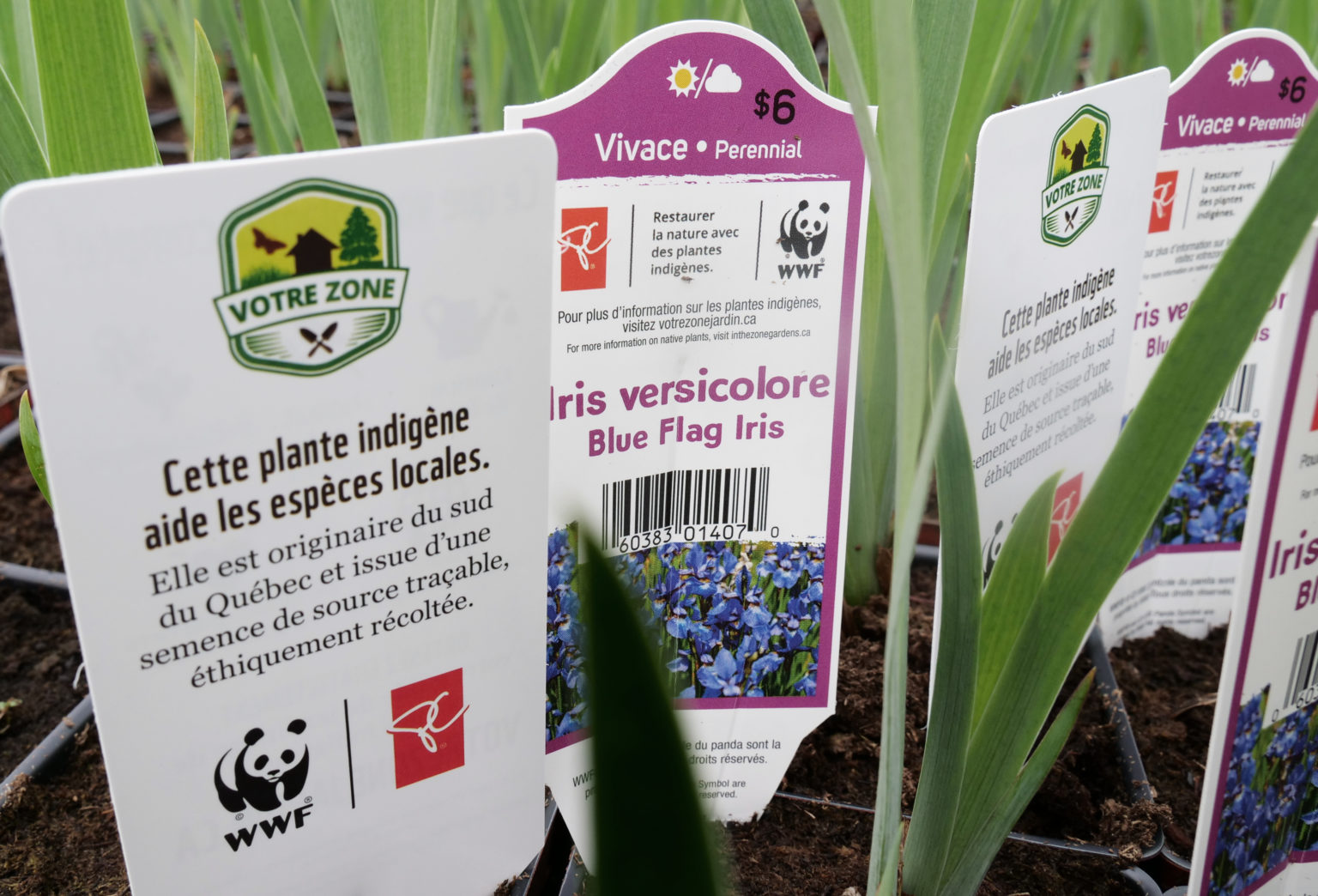 Where to find native plants in Quebec In the Zone Gardens