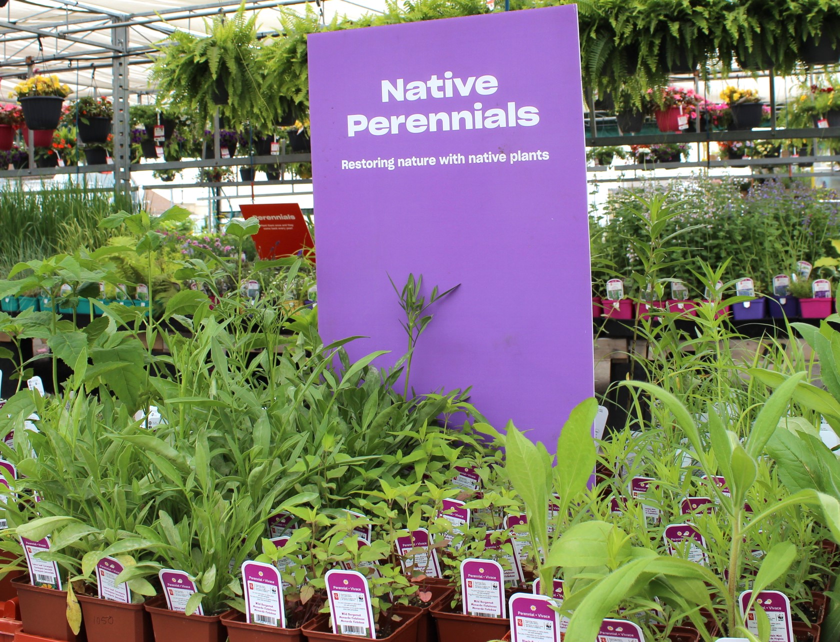 A half dozen species of native plants with on a bench in a garden centre in front of a sign saying: "native perennials - restoring nature with native plants."